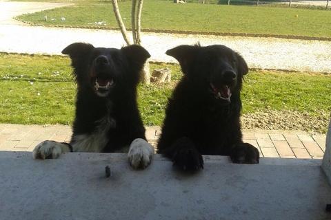 Daisy e Lucky insieme nella nuova casa